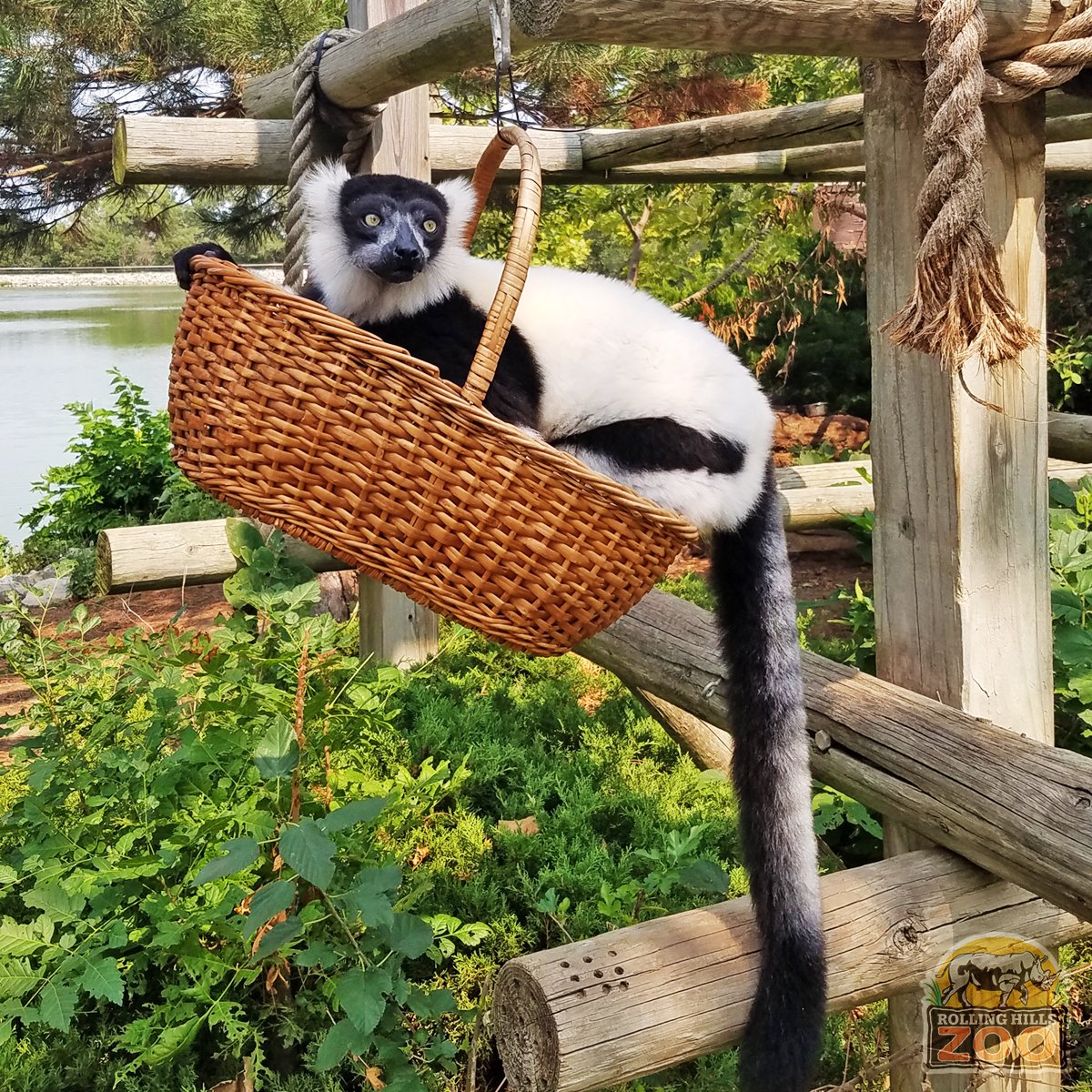 RHZoo's tweet photo. Meet Corzetti, 1 of RHZ's ruffed lemurs. Born 5/17/13 at Sacramento Zoo, he came to RHZ in 2019, where he met his sister, Sriracha, for the 1st time! Corzetti hangs close to his Keepers & is the 1st to greet them on the island. #RollingHillsZoo #WorldLemurWeek #WorldLemurDay https://t.co/yGi9FXoix9