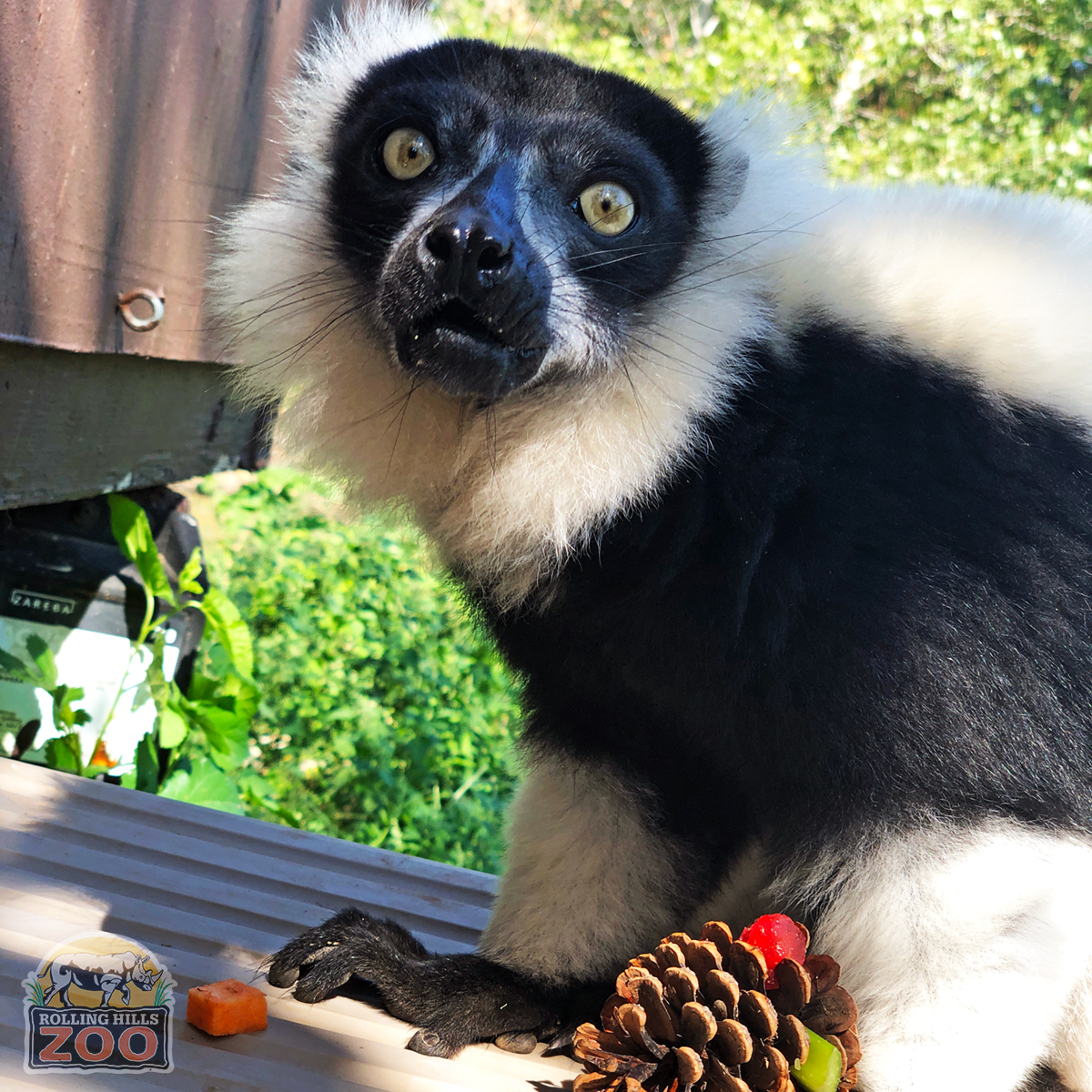 RHZoo's tweet photo. Meet Corzetti, 1 of RHZ's ruffed lemurs. Born 5/17/13 at Sacramento Zoo, he came to RHZ in 2019, where he met his sister, Sriracha, for the 1st time! Corzetti hangs close to his Keepers & is the 1st to greet them on the island. #RollingHillsZoo #WorldLemurWeek #WorldLemurDay https://t.co/yGi9FXoix9