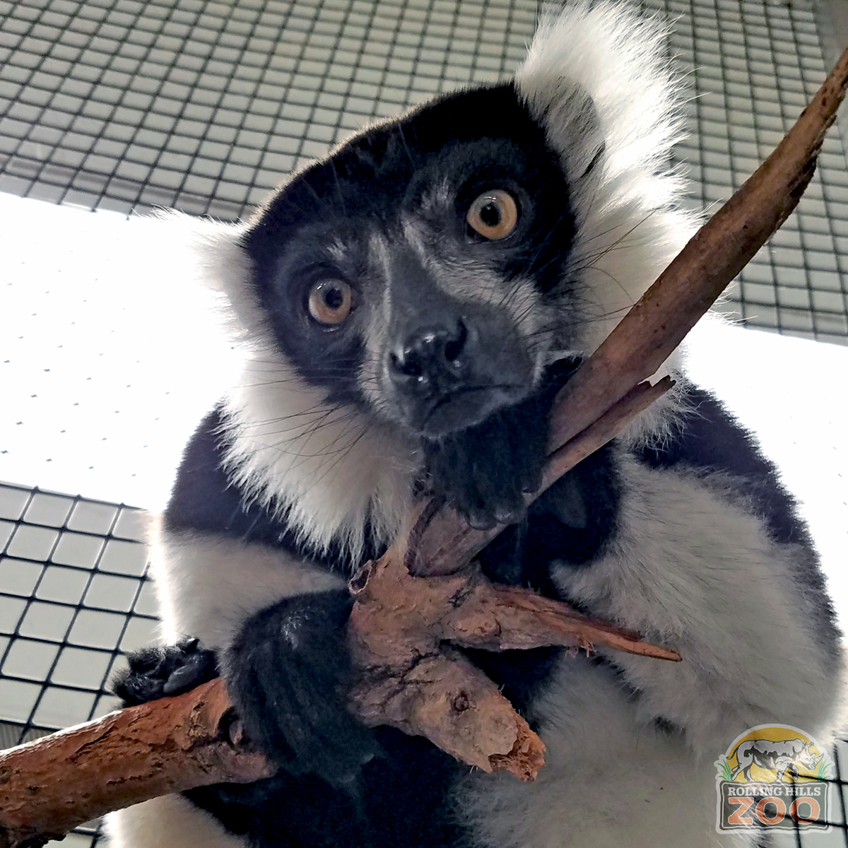 RHZoo's tweet photo. Meet Corzetti, 1 of RHZ's ruffed lemurs. Born 5/17/13 at Sacramento Zoo, he came to RHZ in 2019, where he met his sister, Sriracha, for the 1st time! Corzetti hangs close to his Keepers & is the 1st to greet them on the island. #RollingHillsZoo #WorldLemurWeek #WorldLemurDay https://t.co/yGi9FXoix9