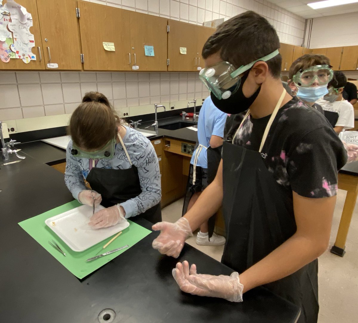 mrs_kriete's tweet image. Dissection day!!! #awayslearning #science @CTBarkalow