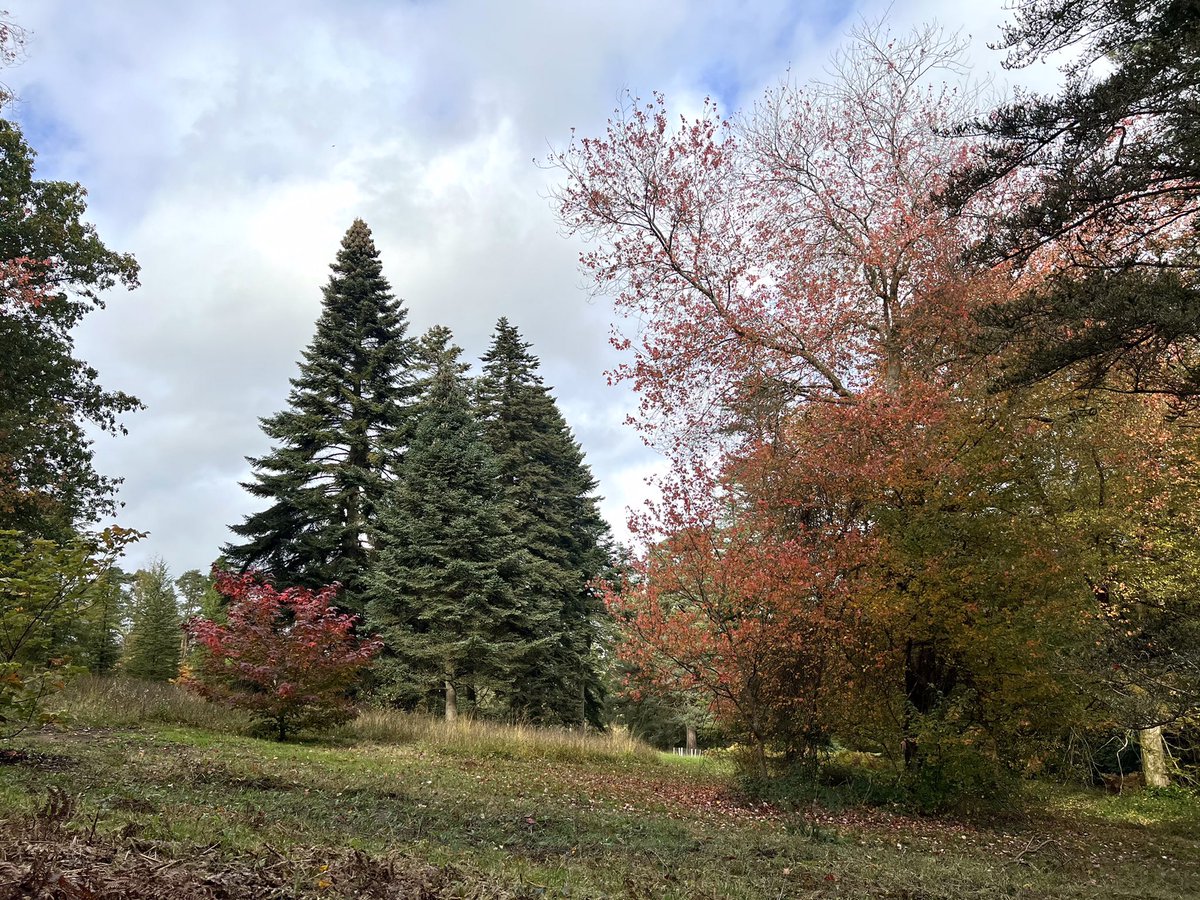 <a href="/BedgeburyP/">Bedgebury Pinetum - Forestry England</a> looking stunning this afternoon with its autumn 🍂 colours, if you look close you can see the carp coming up for some air ! also highly recommend <a href="/bedgeburycafe/">Bedgebury Cafe</a> for a tasty snack for your walk around 👌🏻