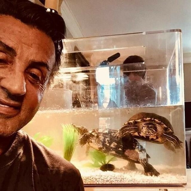 Senectud en una imagen: Sly Stallone con las tortugas que "compró" durante la filmación de Rocky instagr.am/p/CViWGYwsnBG/