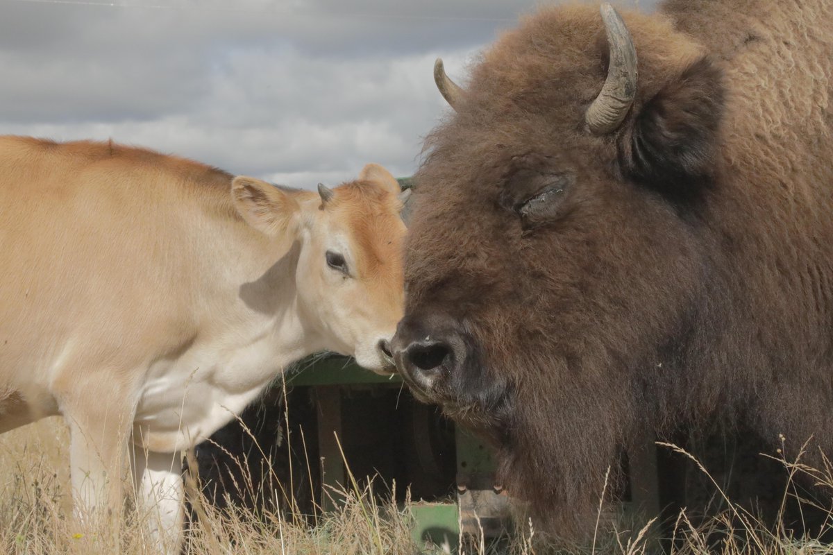 This bison and cow have the strongest friendship we've ever seen!  🌺

The new Amazing Animal Friends: To the Rescue airs tonight at 8 PM.