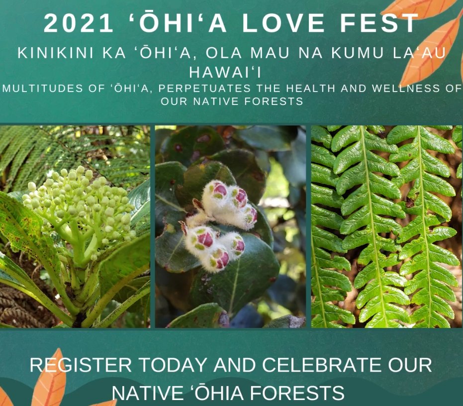 Wahoo! Its almost time for the 5th annual ʻŌhiʻa Love Fest!
ʻŌhi'a are our foundation!  
Coming up November 3rd-5th. 
To learn more and check out the schedule visit: RapidOhiaDeath.org
