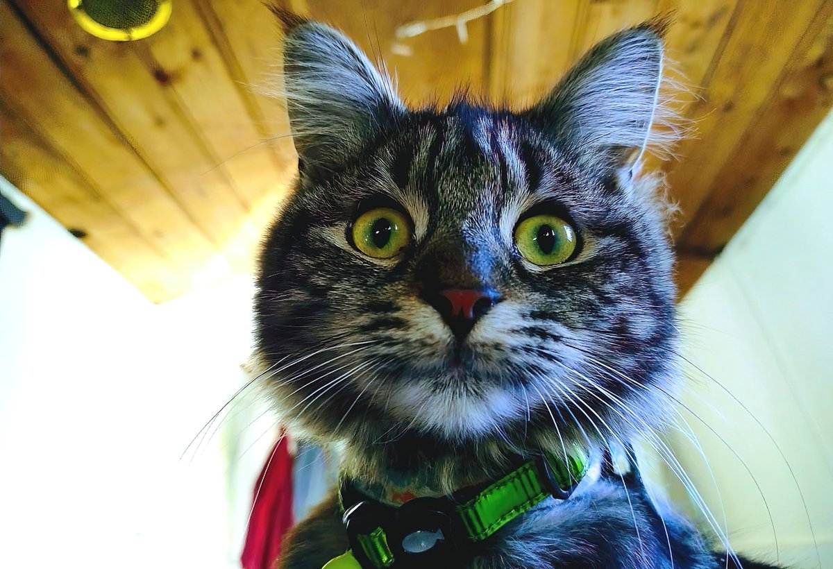 cloudedyellows's tweet photo. Zeno lives on a narrowboat cruising along the waterways of London #catoftheday @SusanCalman https://t.co/afWmfjxWYv