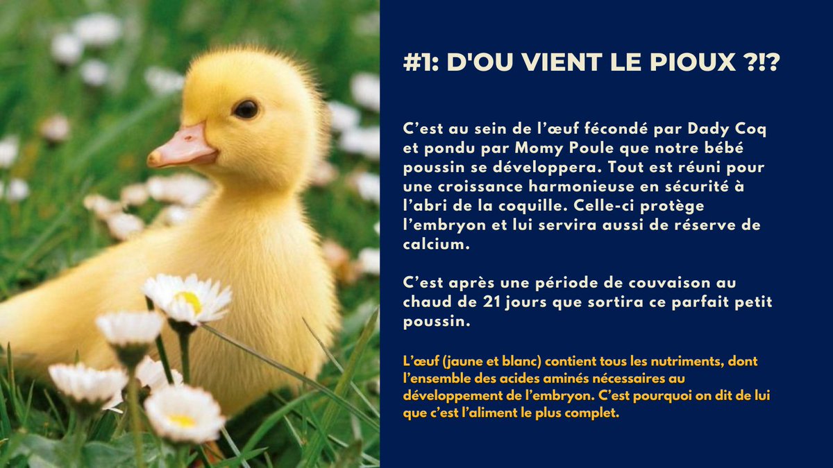maargauxdbk's tweet photo. 😻!! plus-value intellectuelle time !!😻

Il est temps de répondre à cette question que vous vous êtes tous posée au moins une fois dans votre vie:😮😮

d'où vient le pioux sauvage?!?🐤🐣🐥

La réponse en image! #piouxpiouxmarket #poussin #oeuf #LeSaviezVous https://t.co/VtuhEQ2wF4