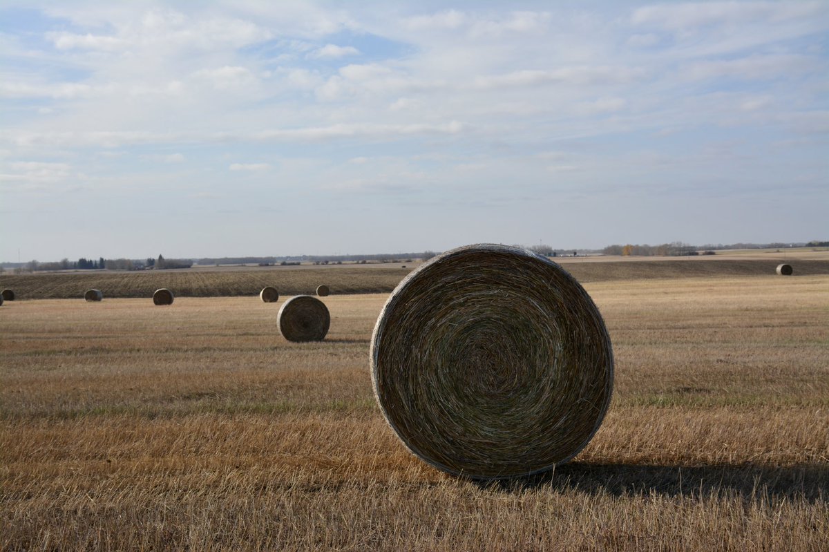 CanRockiesHemp's tweet photo. Harvest season comes to a close!  

Early this October #CRHC officially completed #harvest21. 

Having baled our last #hemp fields of the season #CRHC is looking forward to processing the hemp feedstock at our #Bruderheim Facility this winter! 

#supporthemp #growhemp #hempcomany https://t.co/PLR4wCSC5U