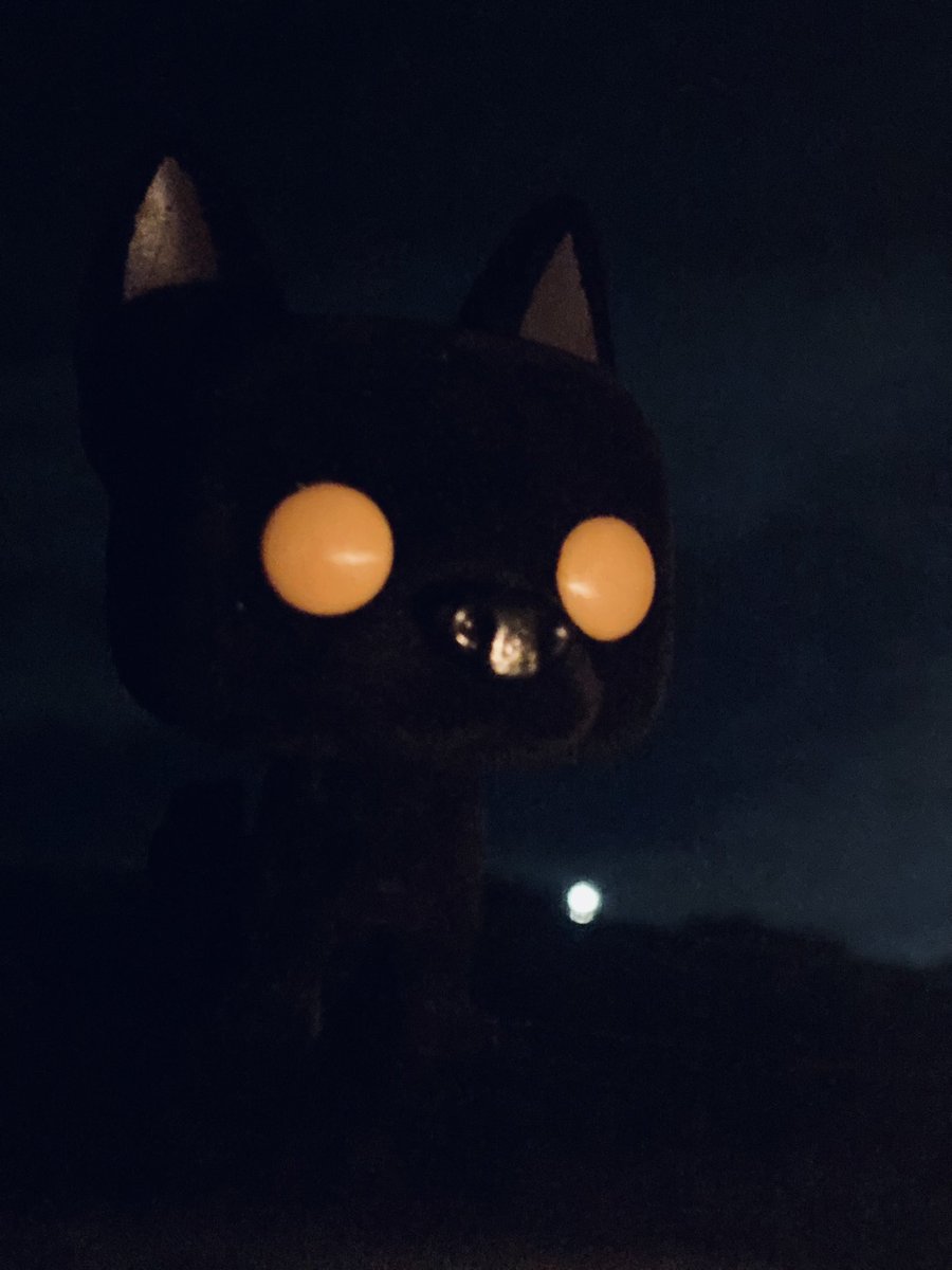 AdamMatthew92's tweet photo. Day 10
Something black  #FunkoPhotoADayChallenge #Funko #HarryPotter 
#SiriusBlack https://t.co/aoC54aXpVn