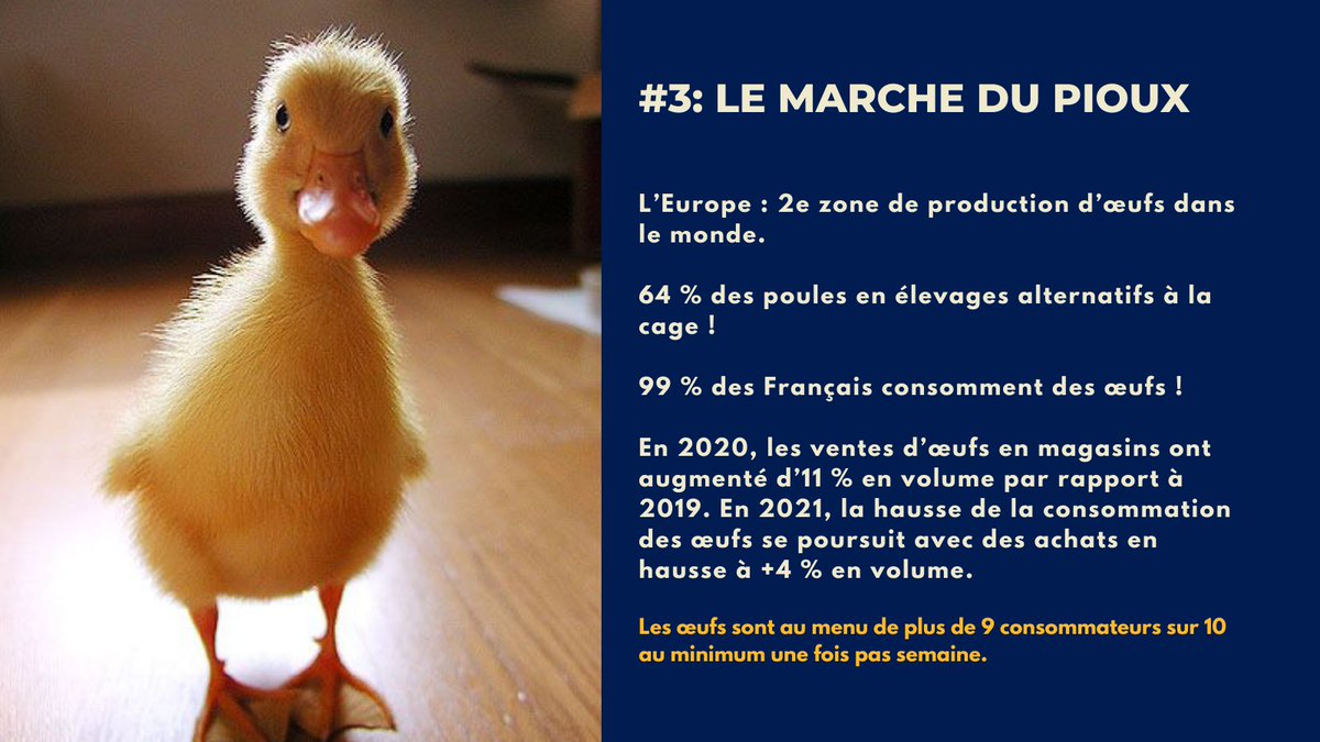 maargauxdbk's tweet photo. 😻!! plus-value intellectuelle time !!😻

🐤vous êtes fan de pioux?🐣

😮découvrez-en plus sur le marché du pioux😮

 #piouxpiouxmarket #poussin #oeuf #LeSaviezVous #business #oeuf https://t.co/WB1nf9JgwS