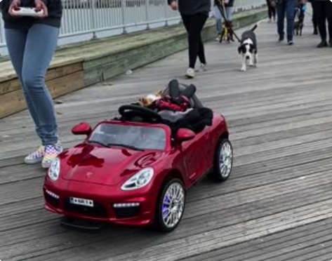 LittleMissLexi8's tweet photo. Riding in my cherry red Porsche, with my friend Miss Mel steering.  A great day to Strut with the #Poshlings from @poshpetsrescue An exciting day for the ones who got adopted.  #adoptdontshop #rescueisthebestbreed #dogs #cats #ilovecandy #marleigh https://t.co/DGp1FYxkOr