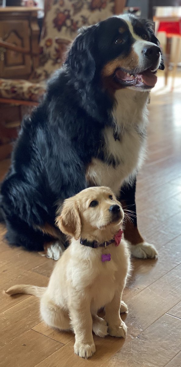 bunsenbernerbmd's tweet photo. When the science partner you’ve been waiting for finally shows up. ❤️ https://t.co/vPbok7tHju