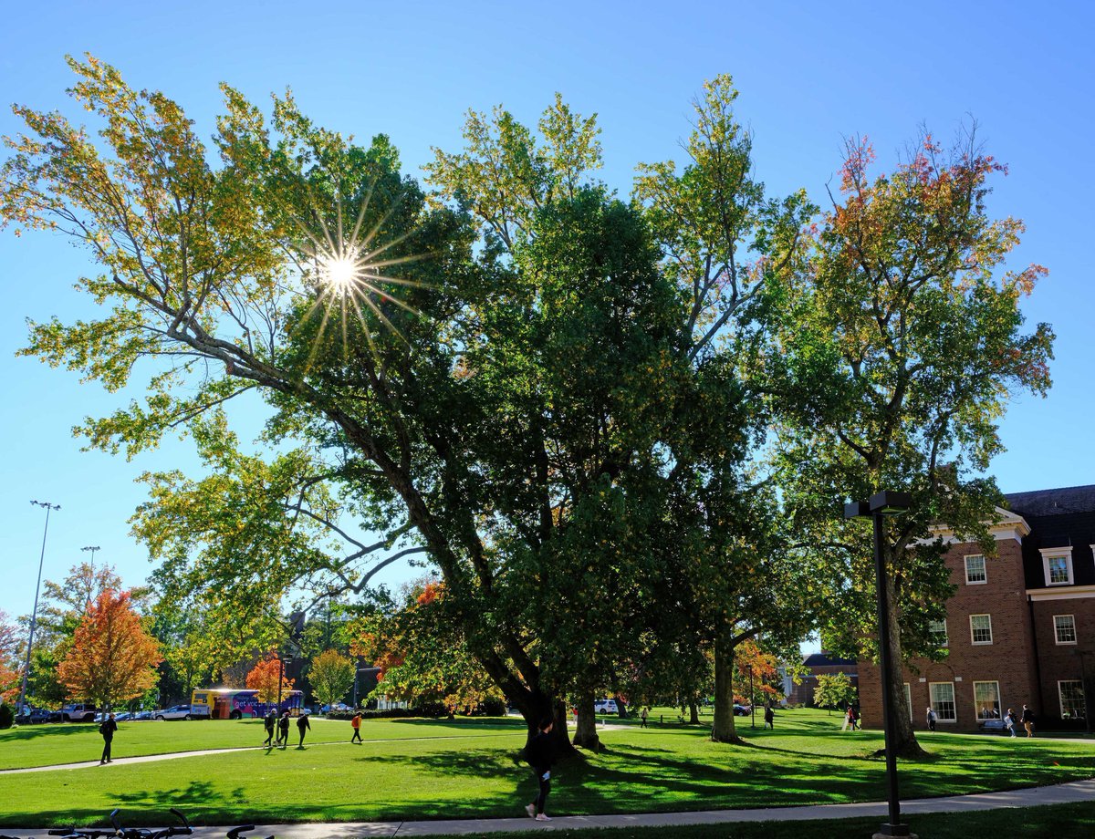 FarmerSchoolMU's tweet photo. A bit of Wednesday Zen from the @FarmerSchoolMU gum trees #FallforMiami #MiamiOH https://t.co/hAWvxP5MQL