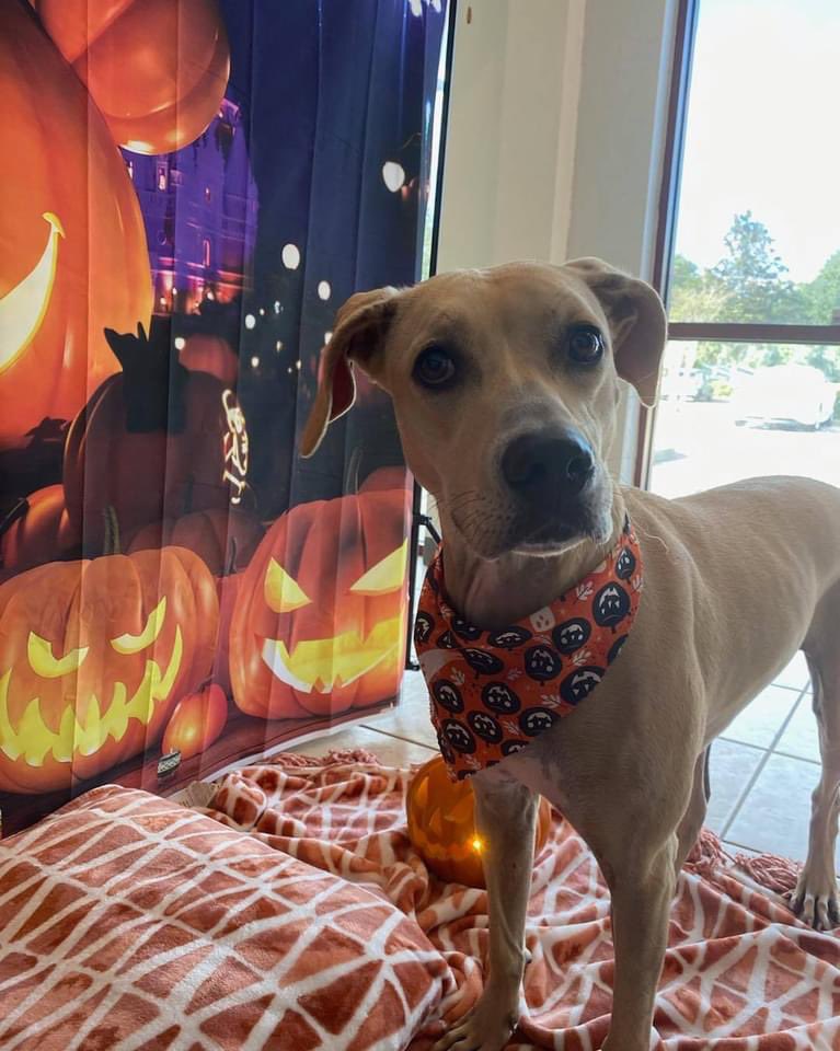 4luckydogs's tweet photo. Mila is looking for her very own pumpkin patch to call home!! She is a young and very sweet Black Mouth Cur/ German Short Haired Pointer.  Please read about and apply for this gorgeous girl at https://t.co/NbbyFX0vpR. https://t.co/zAOxx4FN1V