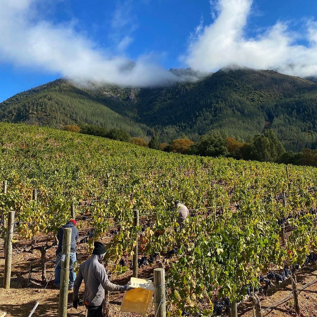 Harvest 2021 <a href="/PMWinery/">Peter Michael Winery</a> is complete! 🍇 
Who’s looking forward to trying this next vintage…? 🍷 

#petermichaelwinery #knightsvalley #sonomawinecountry #harvest2021 #californianwine #wine #wineharvest #caliwine #winecountry #sonomavalley #winelover #winelovers