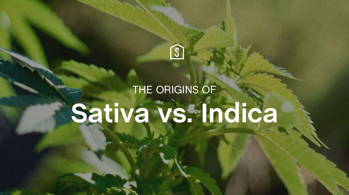 Shelter_Market's tweet photo. Curious about the origins of 'Sativa' and 'Indica'? Check out the latest in our Cannabis Deep Dive series 'Getting to the Root of 'Sativa vs Indica'🌱🌿
https://t.co/tIzuNl8OSv https://t.co/SN3699Y7ka