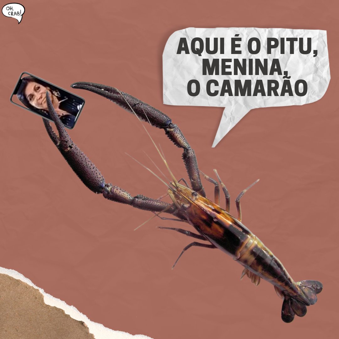 _ohcrab's tweet photo. Pitu com red label? Hoje não, meninas ✨
Porém eu vou te contar um pouquinho sobre esse camarãozinho que eu amo demais (não disse o porque rsrsr)
#BioThread #CrustaThread https://t.co/mJOMCTvaAy