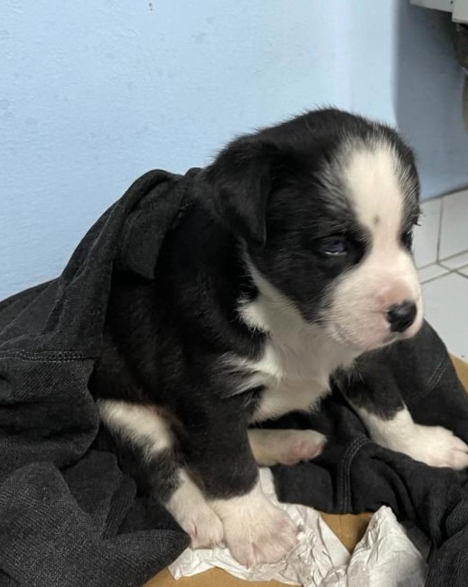 L’hem recollit aquesta passada nit al costat d’un contenidor a Montflorit. Trobarà una nova família amb qui segur que estarà millor que on estava fins ara…