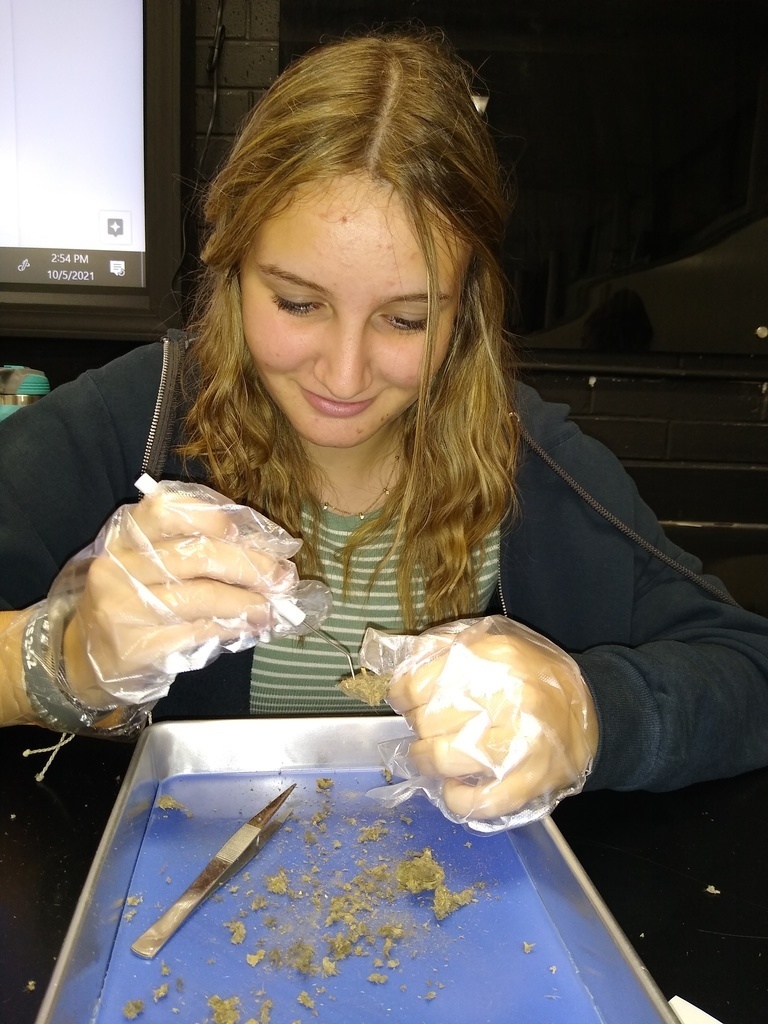 cpemonett's tweet photo. Students in Mr. Stokes' 8th grade Science class dissected owl pellets. Students gently pulled the owl pallets apart and analyzed the bones. https://t.co/cPoboMq954