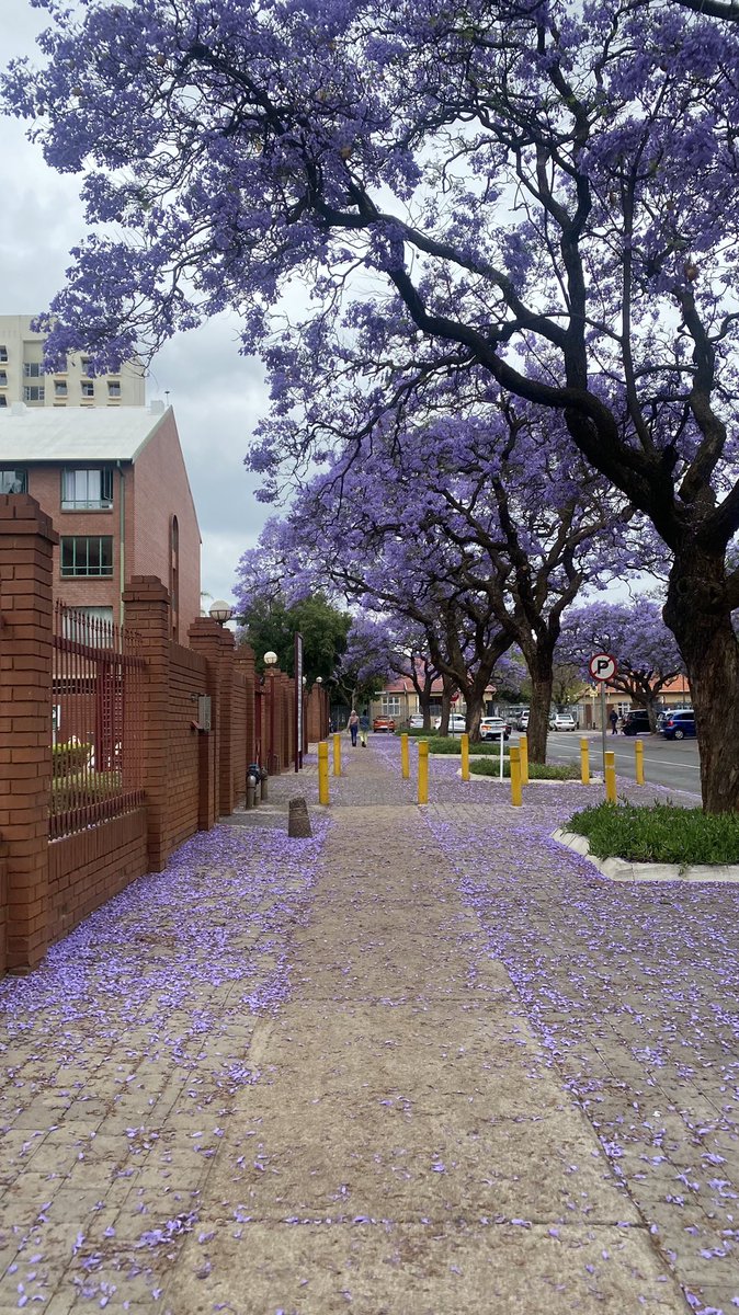 LunnieDlamini's tweet photo. PTA is so beautiful around this time of year, ang’funi ungasho. 🥺💜 https://t.co/oH2vBRGiUF