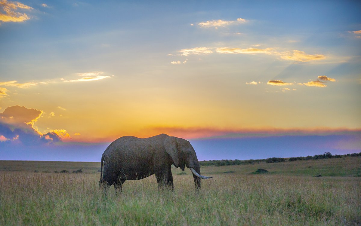 Elephantastic View! 🌅🐘 #PhotoOfTheWeek captured by #SaevusGalleryMember @SandeepMall at Masai Mara, Kenya. . . . #elephant #masaimara #wildlife #africanwildlife #kenya #africanelephant #photography #nature #wildlifephotography #kenyawildlife #travelphotography #africananimals