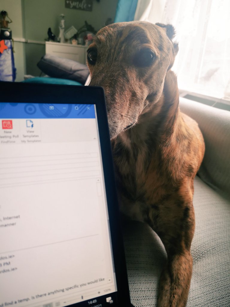 Hi hurry up with the work please and thanks HooMam. A doggo does need his tummy scritches ASAP. #greyhound #DogsofTwittter