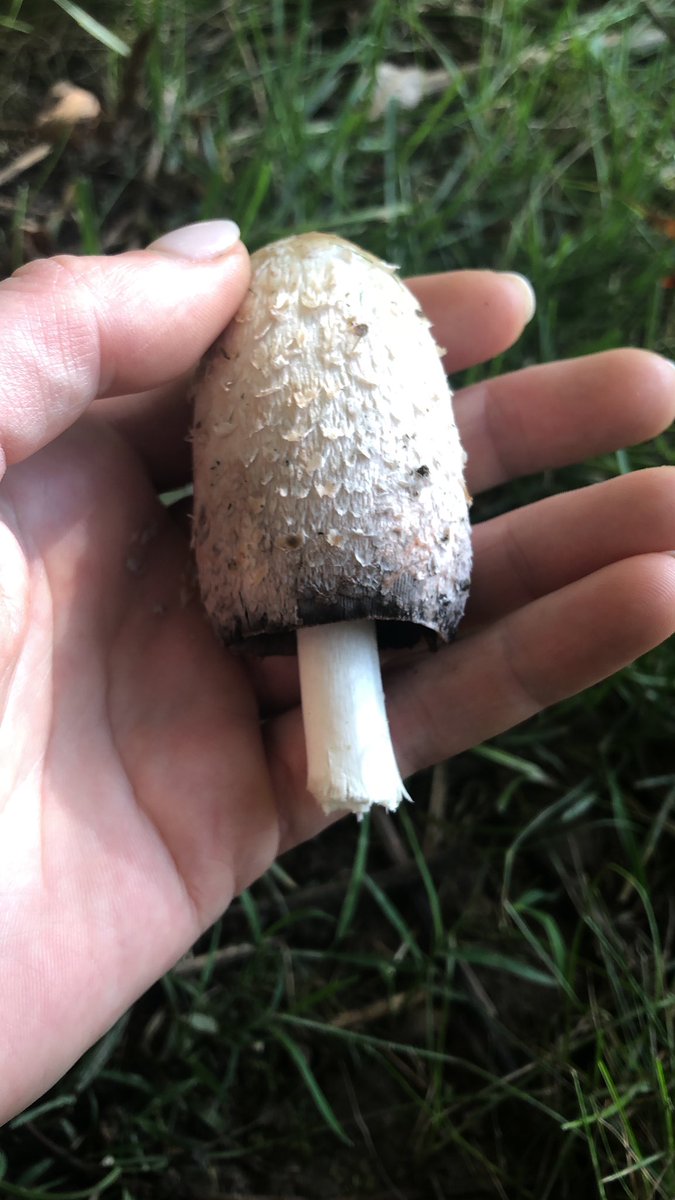 ForestGardenNE's tweet photo. The trees across the parking lot called to me and when do we ever regret trusting our intuition? These Shaggy Mane mushrooms were delicious dry sautéed with some King Stropharia atop my lunch sandwich. https://t.co/a6I13YPSy9