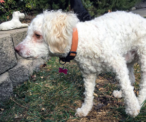 AnimalFriendsR1's tweet photo. #WoofWednesday 🐶
Dougie says it is a great day to spend #outdoors and play! 😃
P.S. Dougie is #adoptable!
#afrp #animalfriendsrescueproject #adoptdontshop #adoptdougie https://t.co/x6uvzQMw8J