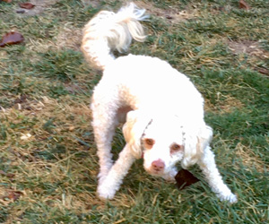 AnimalFriendsR1's tweet photo. #WoofWednesday 🐶
Dougie says it is a great day to spend #outdoors and play! 😃
P.S. Dougie is #adoptable!
#afrp #animalfriendsrescueproject #adoptdontshop #adoptdougie https://t.co/x6uvzQMw8J