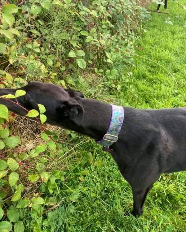 NWDogRescue's tweet photo. Please RT and help Magic find a furever home - all details here
https://t.co/U1GflcQZmd https://t.co/XUXXfTL5YN