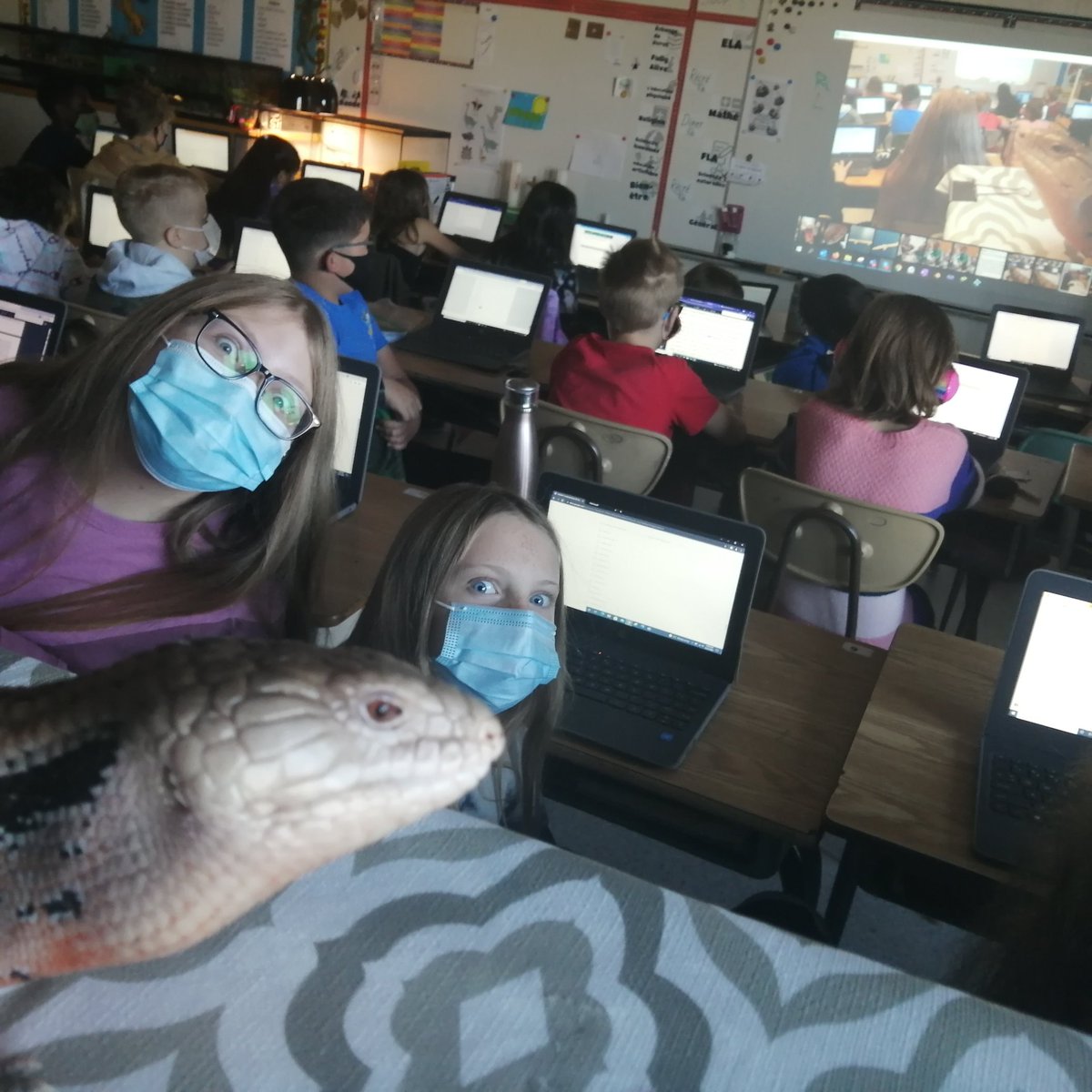 jacobporter's tweet photo. The mighty SHAKESPEARE REX surveys his territory! 🦕🦖🐊

#classroompet#bluetongueskink#classroom #classroomcommunity #reptiles #dinosaurs https://t.co/8gCAGd5zNz