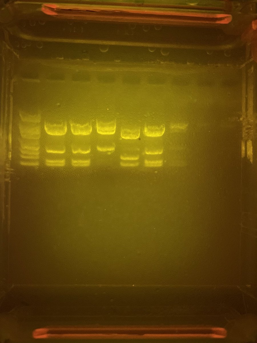 Completed the Gel Electrophoresis lab today. Great results!  So proud of my students. <a href="/Chappy8611/">Bill Chaplin (He/Him/His)</a> @Mass_STEMHub <a href="/PLTWorg/">Project Lead The Way</a>