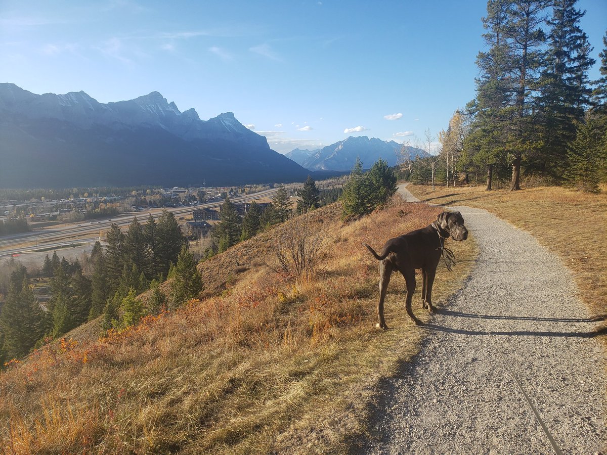 theACTWS's tweet photo. What gives me hope for the future? This guy. He's always happy to go for a walk outside or take a long nap. He lives in the present moment and he loves truly experiencing nature. Each walk we go on is a new adventure for him, even if we've walked that path 1000 times. #ecogather https://t.co/0ByQ6gD3Yt