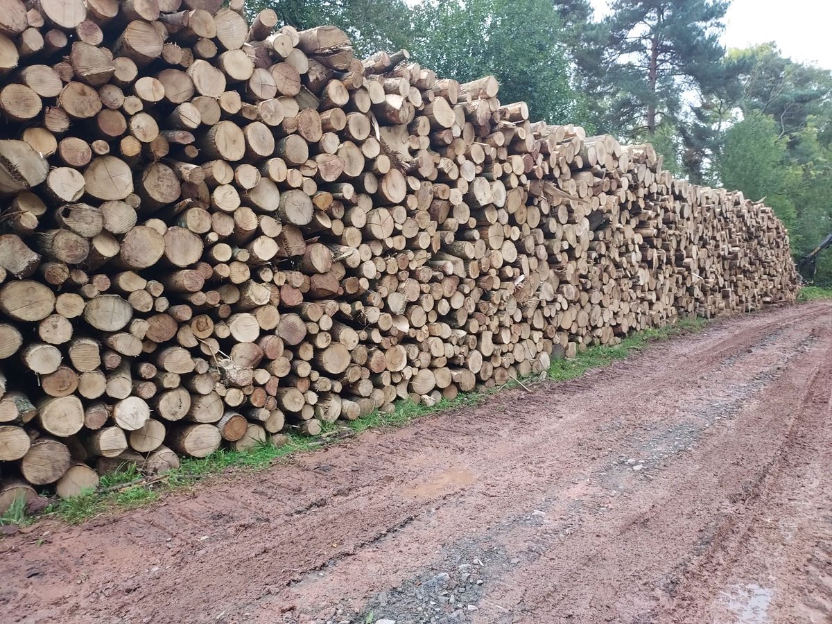 As Ash dieback spreads we have been busy harvesting sites throughout Wales and the Midlands before the health of the trees makes working the sites too dangerous. Maximising returns by cutting various products in a similar methodology to softwoods. #forestry #homegorown