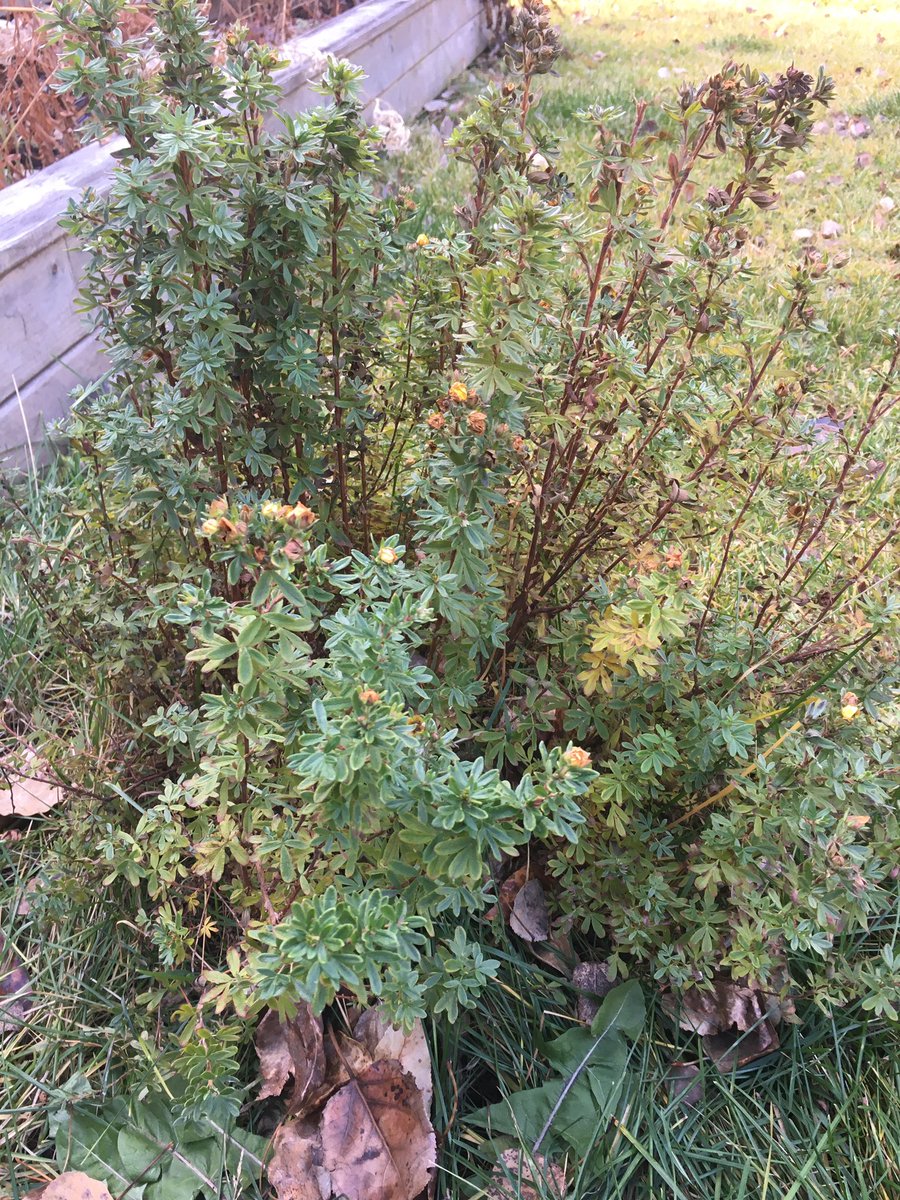 elbow_watershed's tweet photo. #ecogather #albertaecotrust learning about native plants to the area and growing them in your garden gives hope. #hope #nativeplants https://t.co/nXMGEt9wh3
