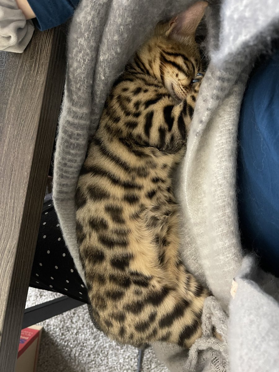 I’s help Mama work! #CatsOfTwitter