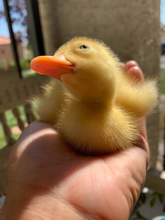 WeRateDogs tweet media