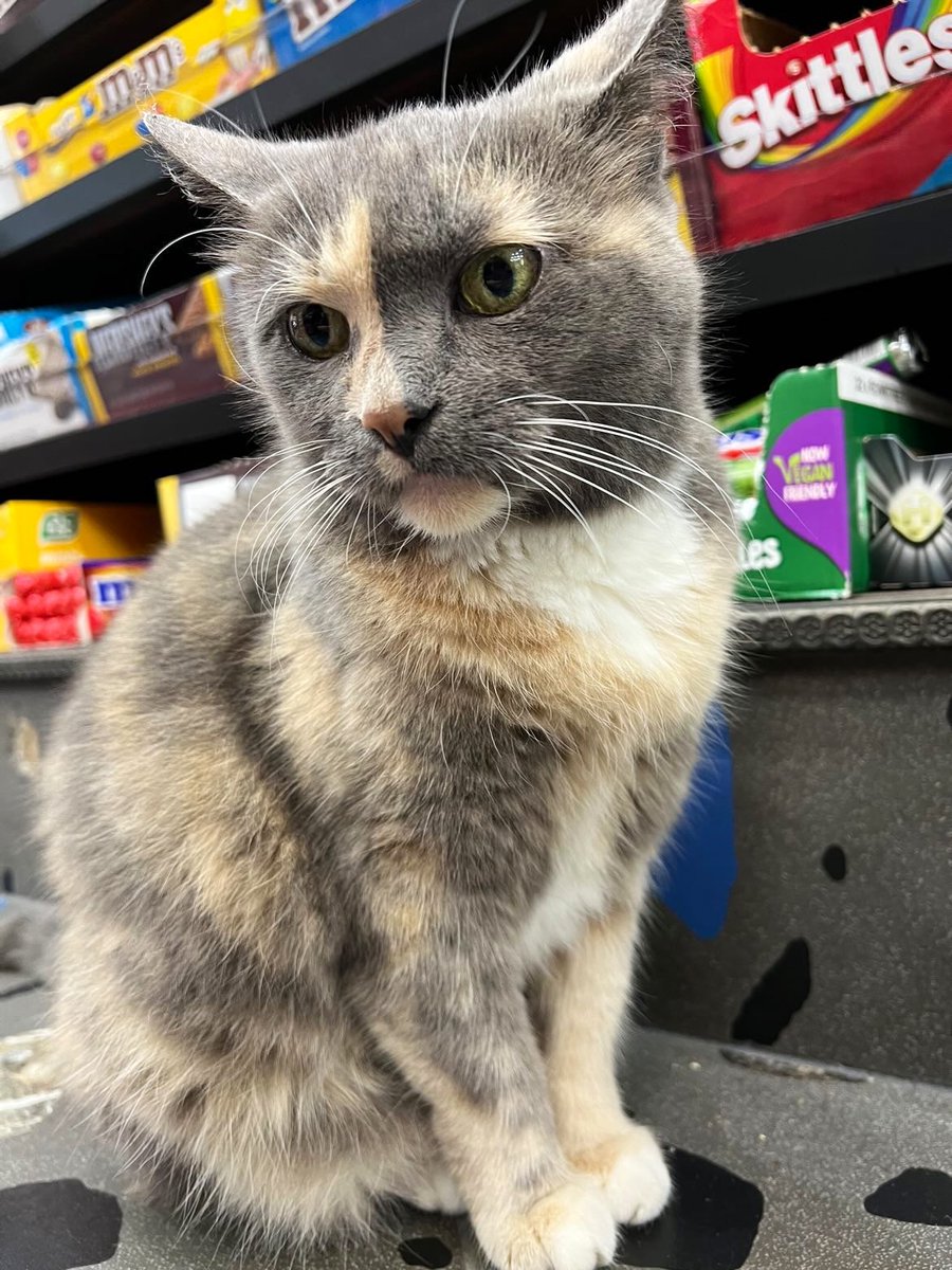 Bodegacats_'s tweet photo. https://t.co/ccW5pZKaJo
