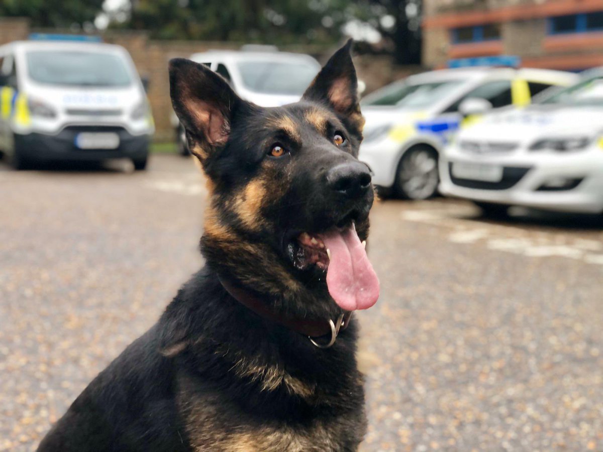 PoliceDogDorset's tweet photo. The nose knows! 
PD Tag assisted @DC_Police &amp; @dorsetpolice with a vehicle that failed to stop and later decamped. 
PD Tag tracked the subjects across fields and through a river, locating them hiding in a garden 🐾 #OD741 #GPD #policedogs #dorsetpolice https://t.co/CeiDAXM0oX