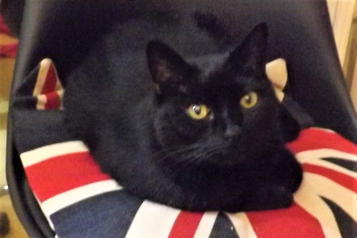 SpiritLauren's tweet photo. #BlackCat https://t.co/GVRqcn0sZx