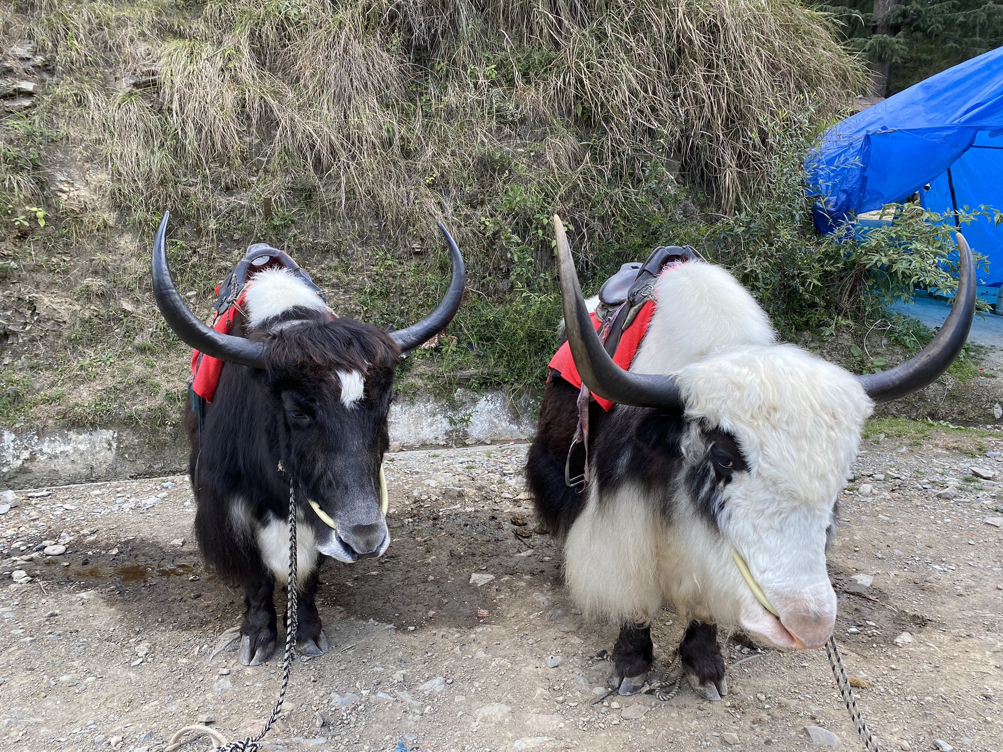 VISHAL SINGH على X: "Sad Yaks from Laddakh at Kufri Himachal Pradesh.  Especially brought from their homeland for tourists to take pictures on  them. Stop this cruelty ! https://t.co/cPcwvoSFQQ" / X