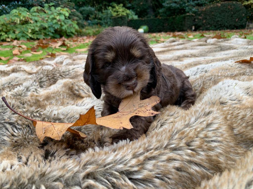 Hi y’all, meet Morris! As soon as i get out of the hospital (that will take a copple of weeks more like as in end of november/december) he will be joining me, my little friend is a brown&amp;tan Cocker spaniël