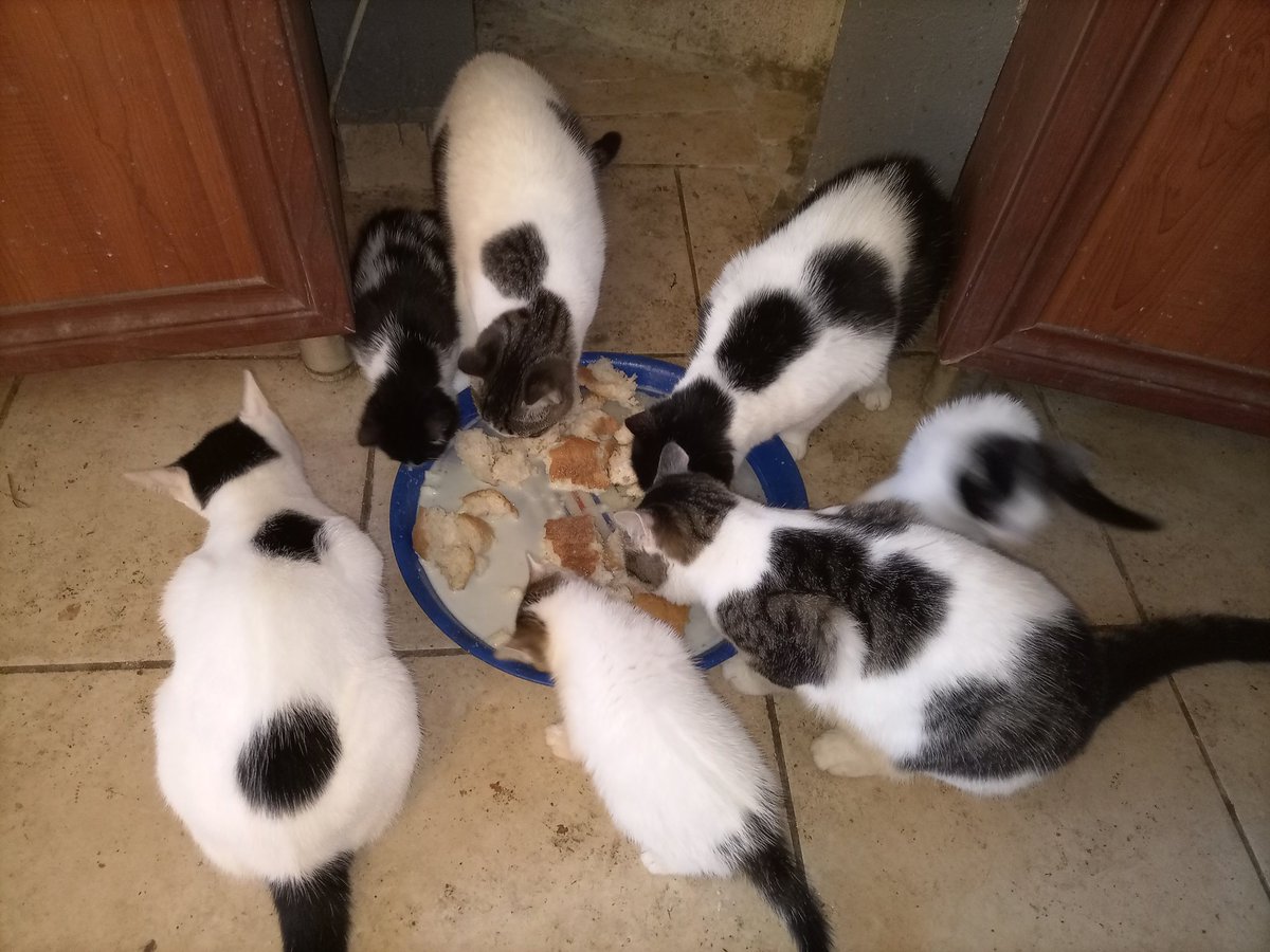 Halil İbrahim sofrası bu olsa gerek..