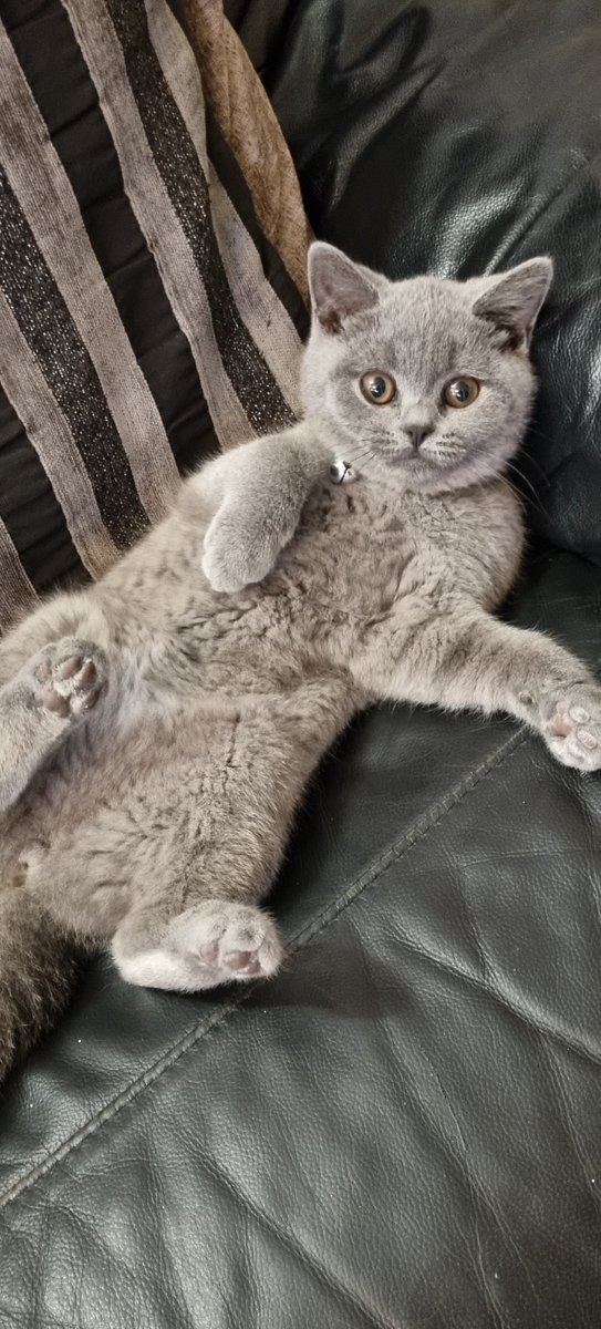 My Beautiful  Kitten !!!!
