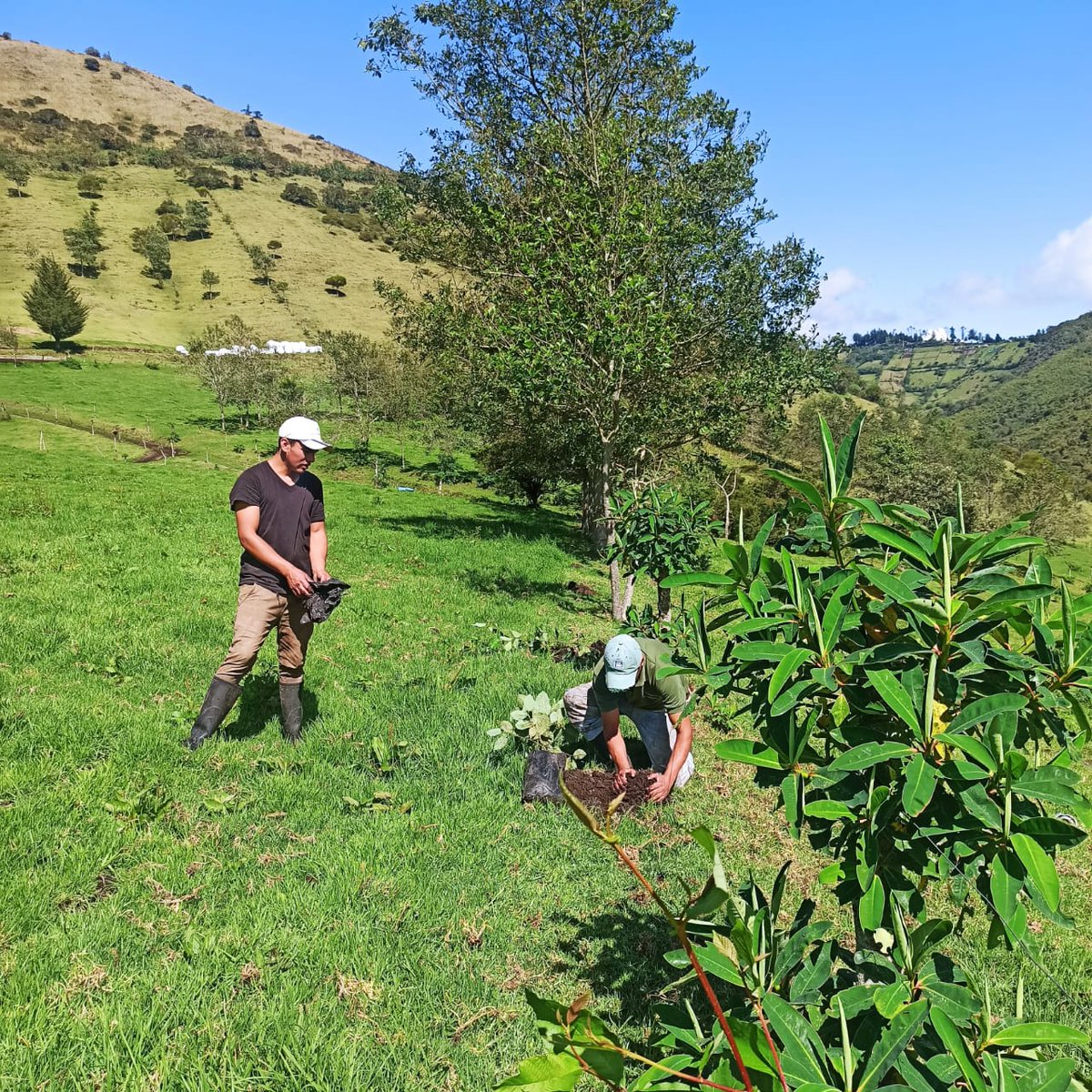 FAOEcuador's tweet photo. 🌿En la parroquia Nono, en Pichincha, trabajamos de forma conjunta con la Asociación de Ganaderos Río Alambi en la instalación de cercas vivas para el manejo sustentable del pastoreo 🐄. Juntos y juntas 🤲promovemos la producción sostenible en los #PaisajesAndinosEc https://t.co/cUZN9B5Npv