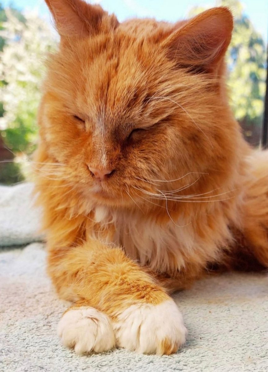 🌈💖Penny Pudding💖🌈 &🌈🧡Betty Boodle🧡🌈💔 tweet media