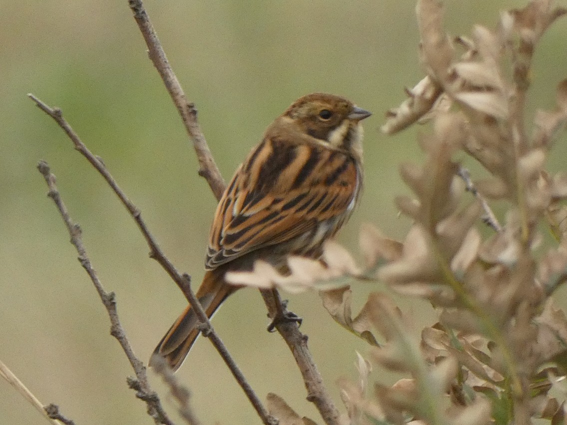 MarkClements27's tweet photo. Reed Bunting on the edge of Sheringham golf course this morning part of a flock of 30+ https://t.co/3m6X6LOC3O