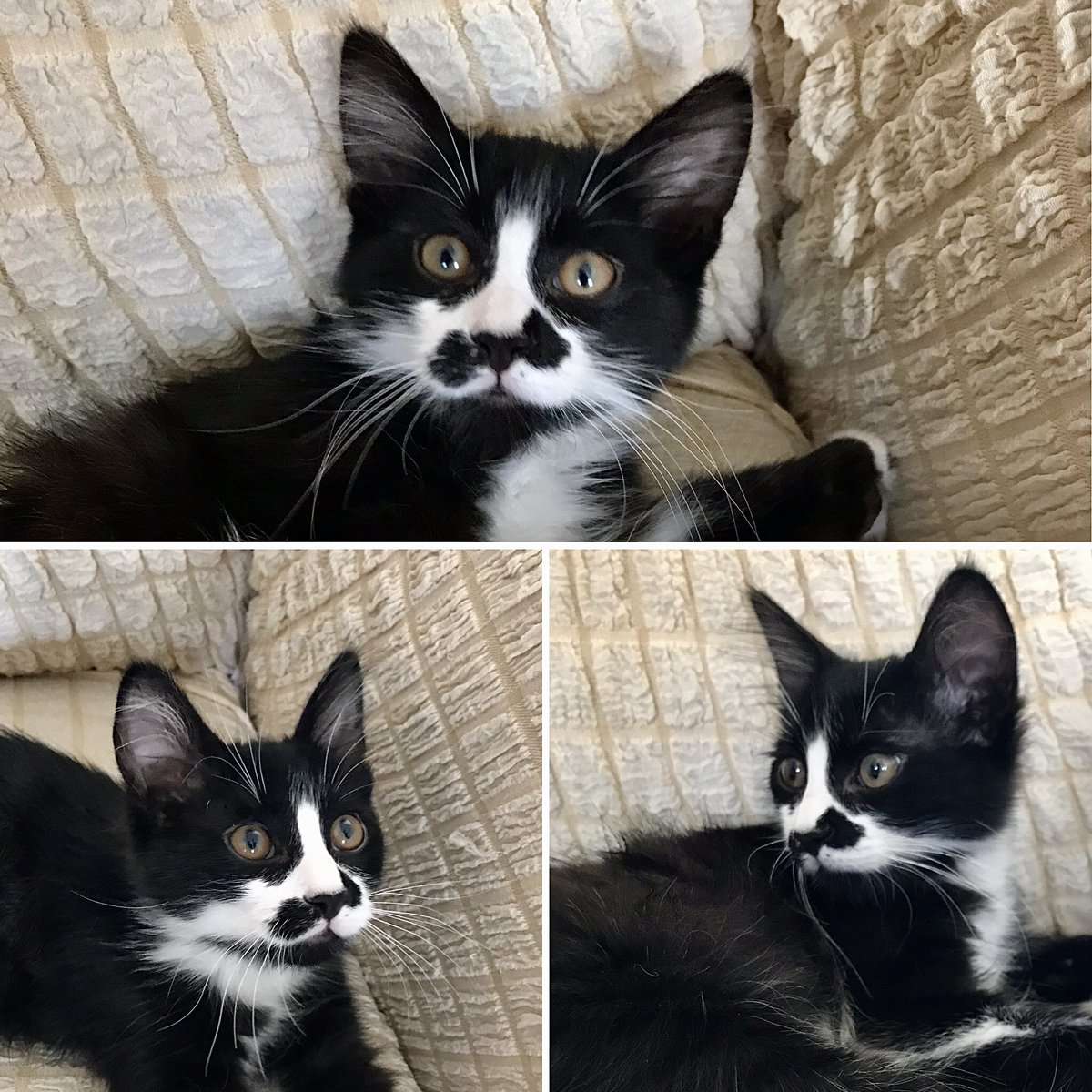 BIYIKLI... 🥰
☎️0551 707 79 77
Ankara 
"Bıyıklı" 3 aylık, erkek. Sokakta dikenlere takılmış bir halde bulundu. Çok akıllı, tuvaletini, mamasını bilir. Çok da oyuncu, tam bir kucak delisi. Büyüdüğünde uzun tüylü, iri patili bir yakışıklı olacak. Yuvanızı açar mısınız bu tatlılığa?