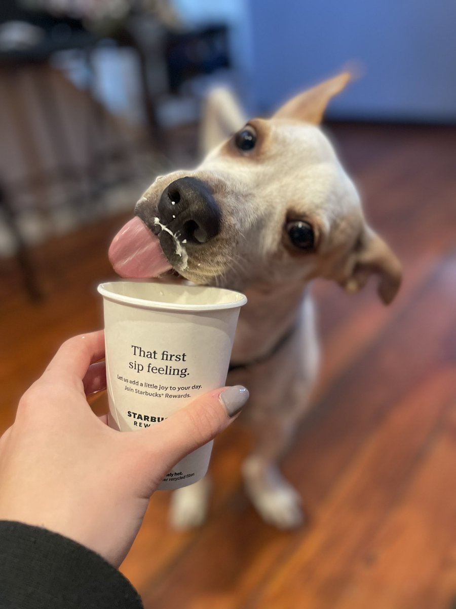 isabellerugg_'s tweet photo. petition to make him the poster child for pup cups @Starbucks https://t.co/1RcPiA7bAc
