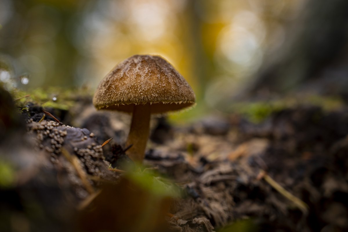 My morning walk up Mt. Baldy on the Ridgeline Trail in <a href="/cityofeugene/">City of Eugene</a> has a taken a colorful turn. The trail is a wonderful resource in the city to be able to get into nature. #fallcolors