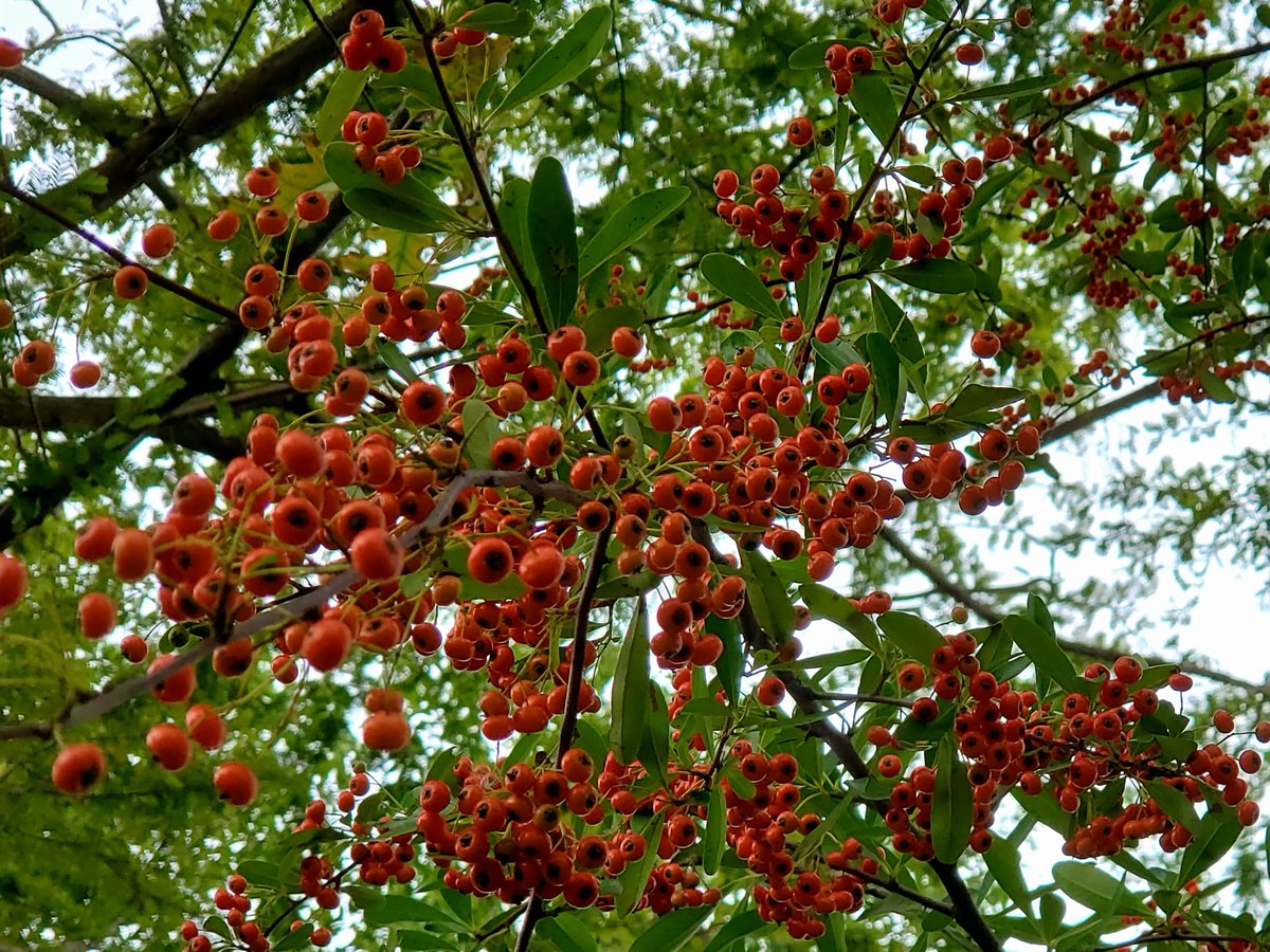 mido_allergy's tweet image. 𓂃 𓈒𓏸

伝わってるようで
伝わってない

伝わってないようで
伝わってる

さみしくないと
いいんだけど？

秋は赤い実の季節

We seem to be getting the message
But not

We don&apos;t seem to get it
But it is

I hope we&apos;re not lonely
𓂃 𓈒𓏸

#ピラカンサ #firethorn
#おはようございます